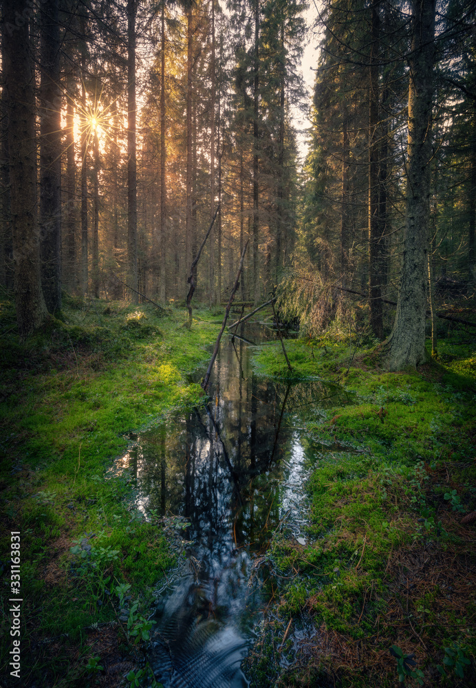 Fototapeta premium Mood forest landscape with idyllic creek and moss at sunny spring day in Finland