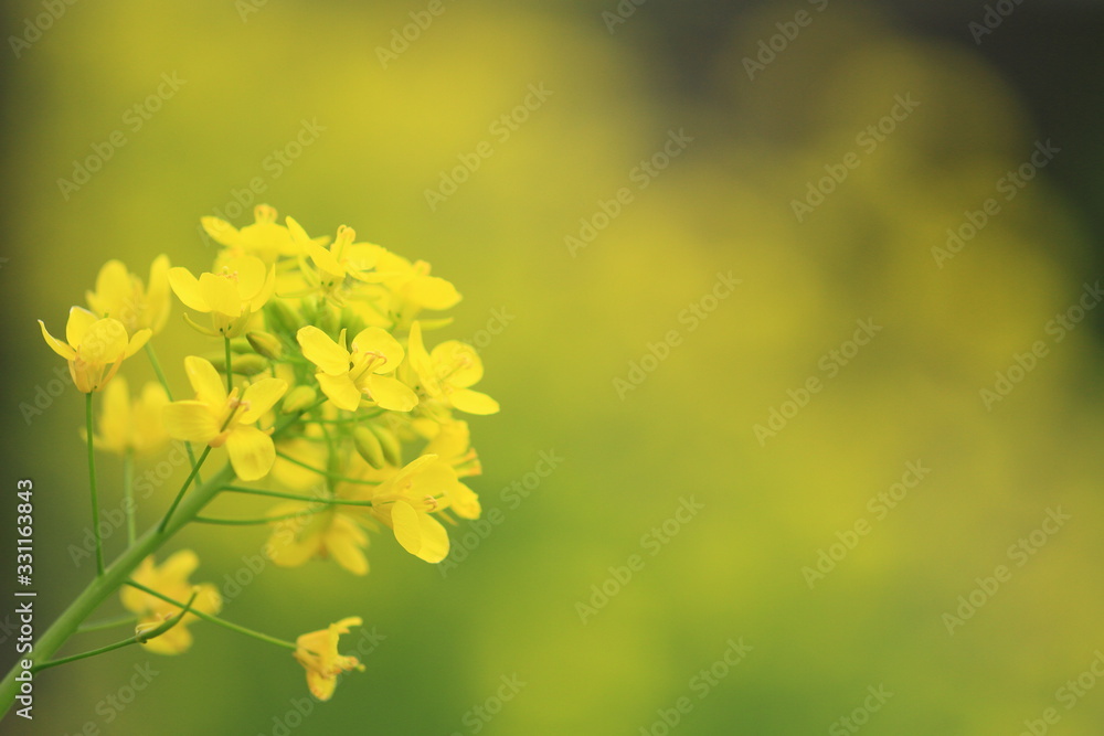 菜の花 菜の花