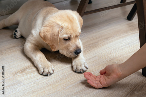 girl asks puppy to give paw. Conceptual image of friendship, trust, love between people and dog