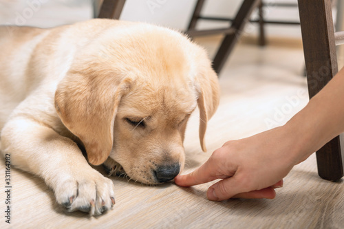 Young Labrador dog sniffing at human hands