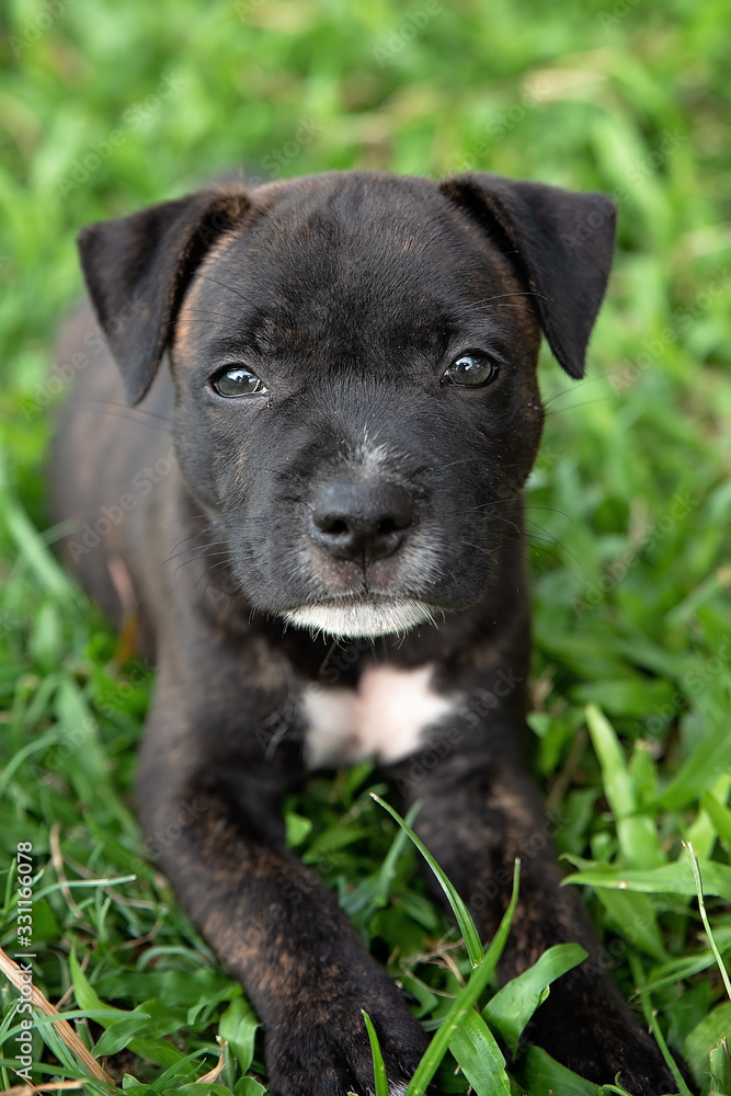 Portrait of Staffordshire Bull Terrier Puppy Portrait of Staffordshire Bull Terrier Puppy