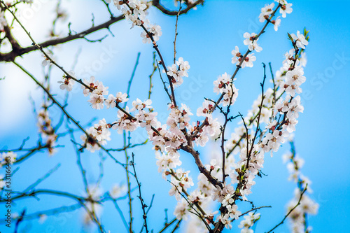 the beauty of apricot blossom in spring