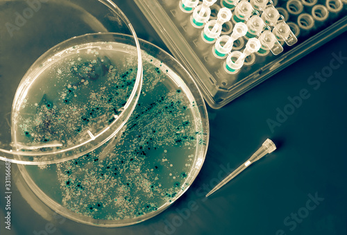 Принти на полотні petri dish with  bacterial colonies,  medical abstract background