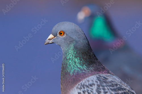 Close up of head and shoulders of a wild pigeon / rock dove (Columba livia). 