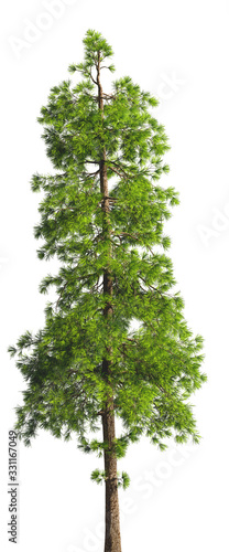 Evergreen tall coniferous pine tree on a white insulating background on high resolution. 3D stock illustration.