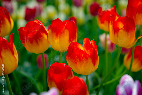 Colorful tulip flowers on a flowerbed on a sunny day of the spring season. Play of light and shadows on petals. Positive floral d  cor or background for your project.