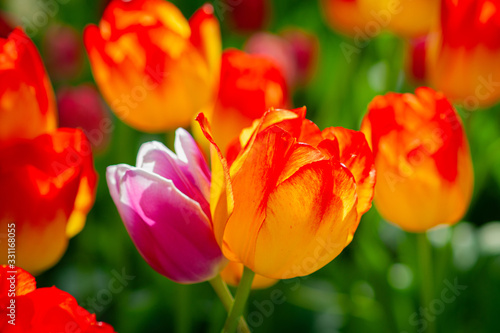 Colorful tulip flowers on a flowerbed on a sunny day of the spring season. Play of light and shadows on petals. Positive floral décor or background for your project. © Sander