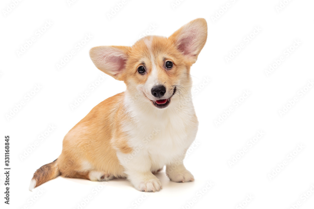 Smiling funny Pembroke Corgi puppy