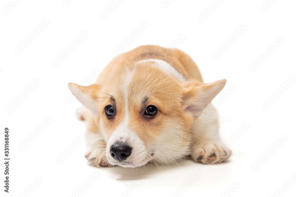 Funny Pembroke Corgi puppy looks lying down