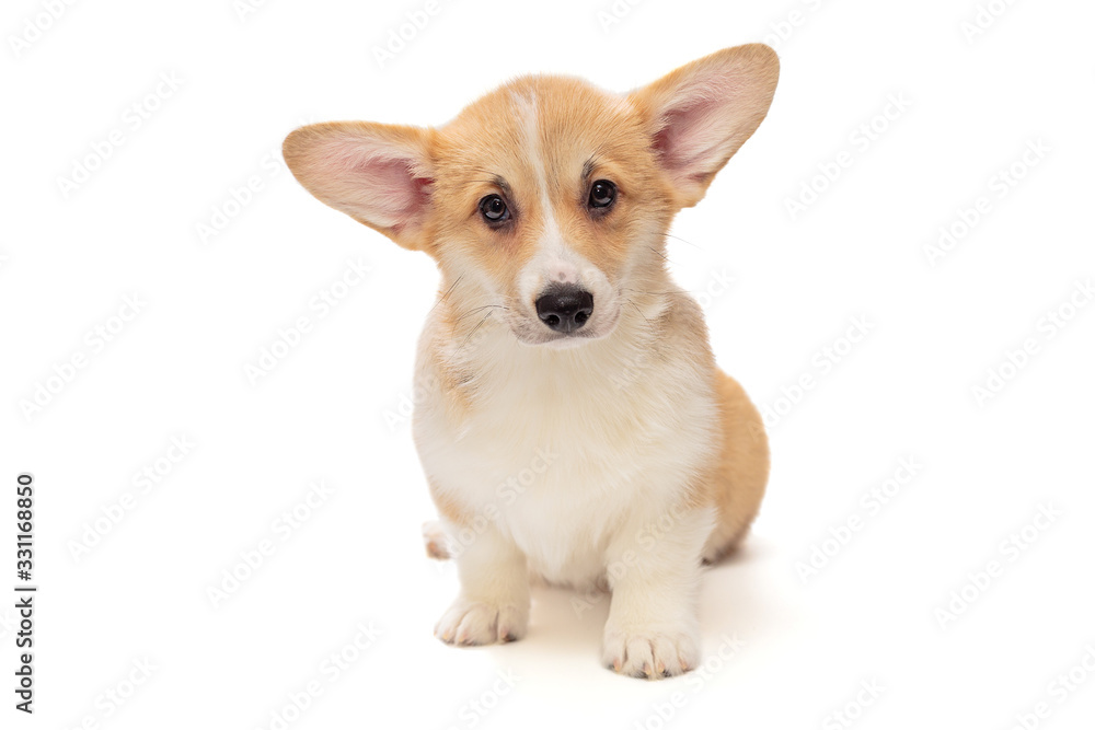 Cute Pembroke Corgi Puppy