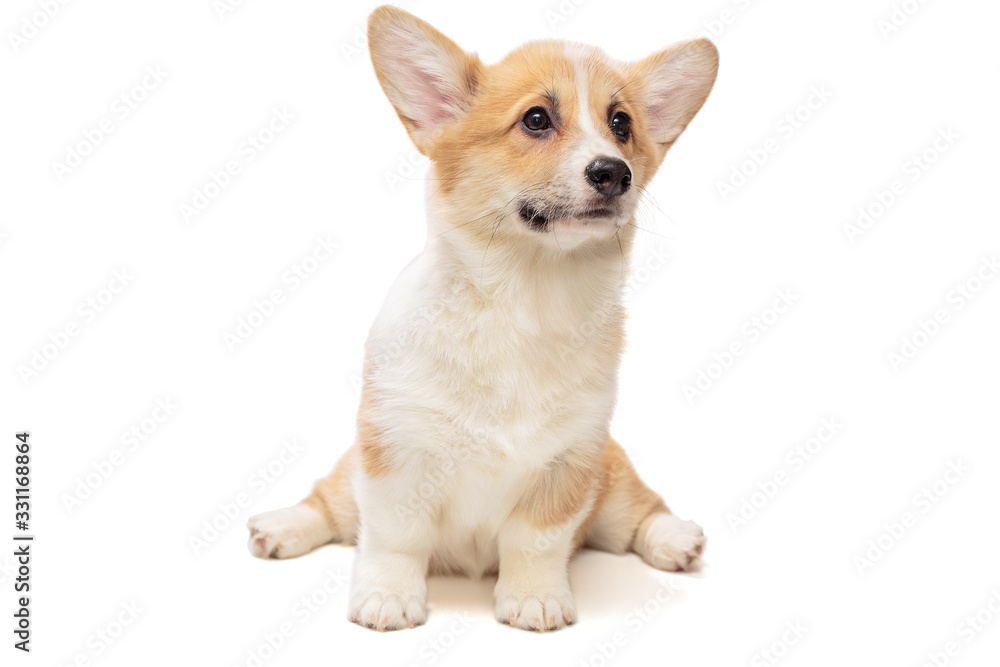 Funny Pembroke Corgi puppy Funny Pembroke Corgi puppy