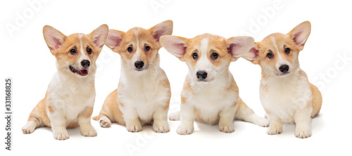 Fototapeta Naklejka Na Ścianę i Meble -  Four Pembroke Corgi puppies