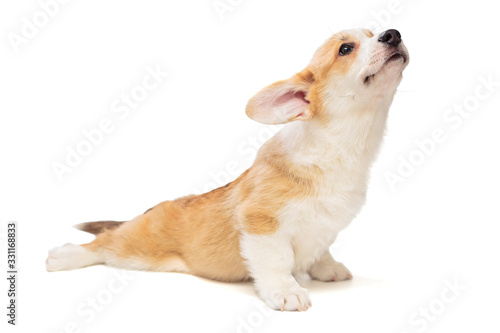 Funny Pembroke Corgi puppy stretches