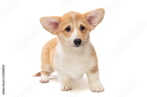 Cute Pembroke Corgi Puppy © Okssi