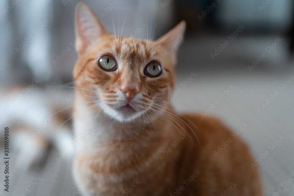 primer plano de los ojos verdes de un gato atigrado. vista frontal