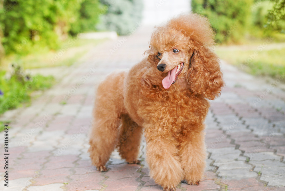 beautiful noble poodle smiling and posing in the street photo beautiful noble poodle smiling and posing in the street photo