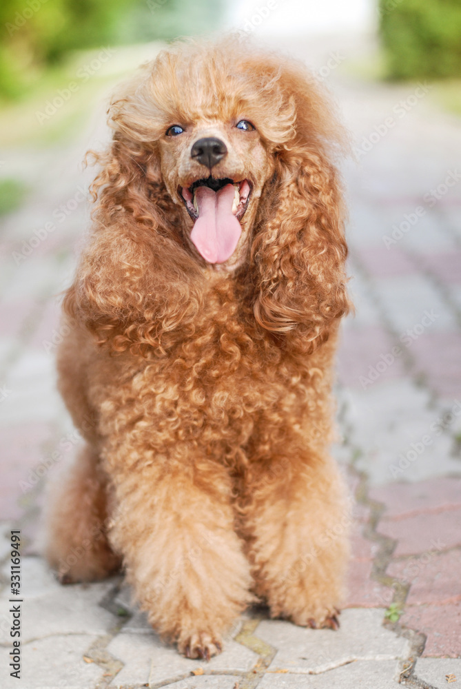 beautiful noble poodle smiling and posing in the street photo beautiful noble poodle smiling and posing in the street photo