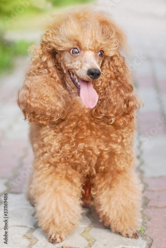 beautiful noble poodle smiling and posing in the street photo © Александрина Демидко