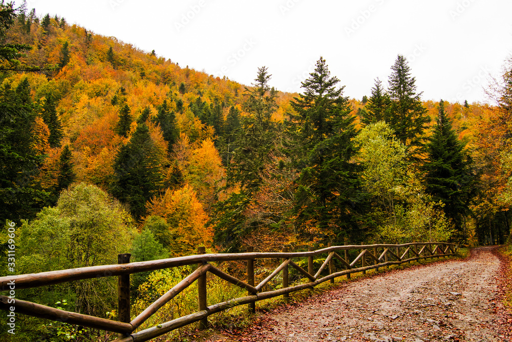 Selva de Irati Selva de Irati