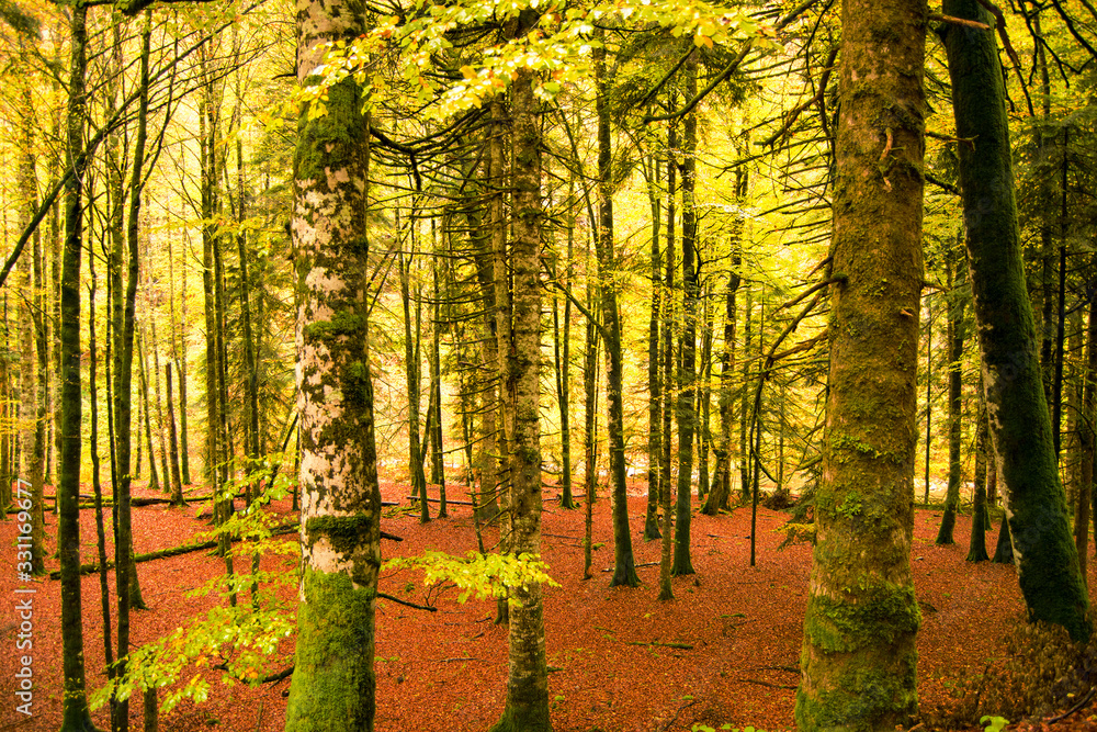 Obraz premium Selva de Irati