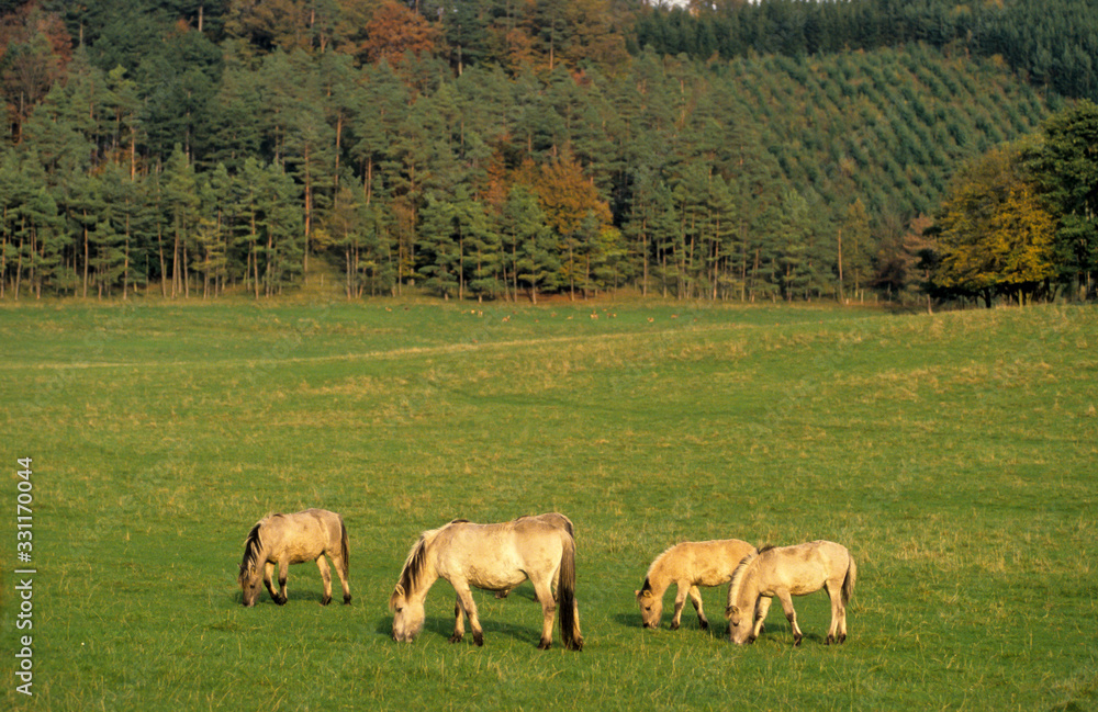 Cheval sauvage, race Tarpan , Equus caballus Cheval sauvage, race Tarpan , Equus caballus