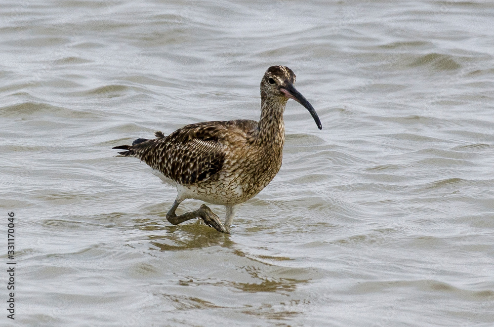 Courlis corlieu,.Numenius phaeopus, Eurasian Whimbrel Courlis corlieu,.Numenius phaeopus, Eurasian Whimbrel