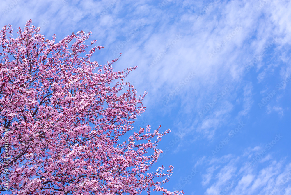 Spring border, background art with pink blossom. Blooming blossom sakura tree over blue sunny sky bokeh. Easter sunny day. Spring flowers. Springtime. For easter and spring greeting cards, copy space Spring border, background art with pink blossom. Blooming blossom sakura tree over blue sunny sky bokeh. Easter sunny day. Spring flowers. Springtime. For easter and spring greeting cards, copy space