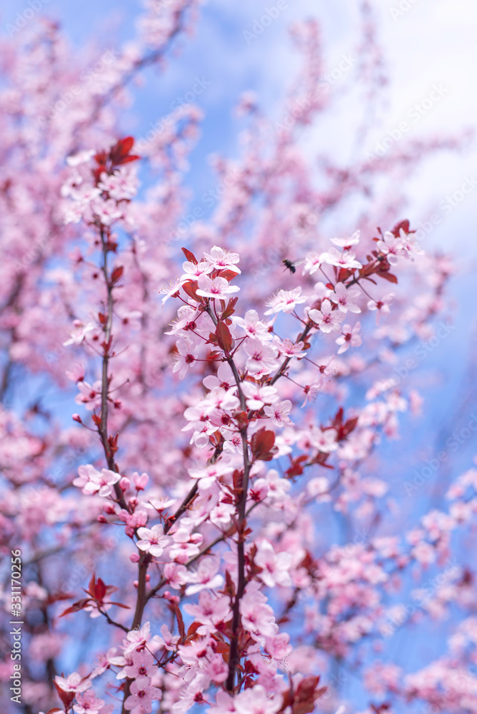 Spring border, background art with pink blossom. Blooming blossom sakura tree over blue sunny sky bokeh. Easter sunny day. Spring flowers. Springtime. For easter and spring greeting cards, copy space