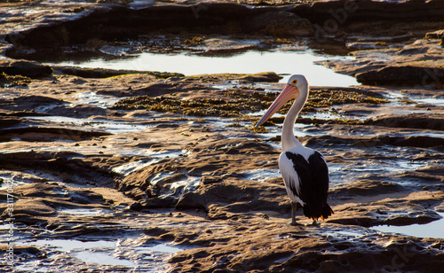 Pelican on the rocks at sunrise
