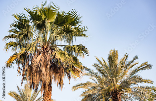 Top Of Palm Tree