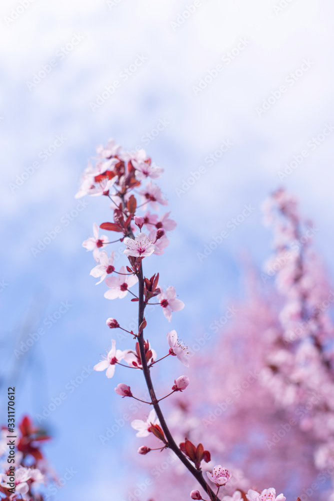 Spring border, background art with pink blossom. Blooming blossom sakura tree over blue sunny sky bokeh. Easter sunny day. Spring flowers. Springtime. For easter and spring greeting cards, copy space Spring border, background art with pink blossom. Blooming blossom sakura tree over blue sunny sky bokeh. Easter sunny day. Spring flowers. Springtime. For easter and spring greeting cards, copy space