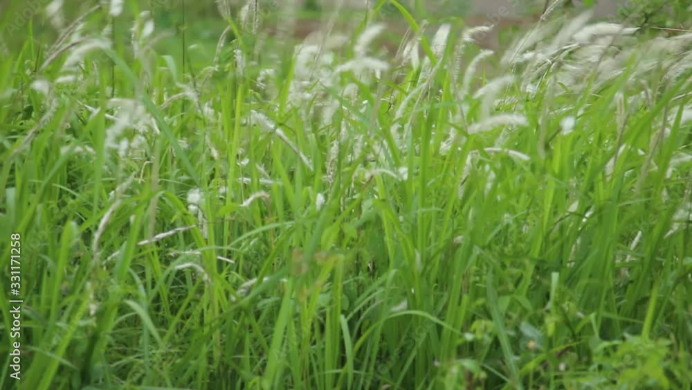 wild weeds turn green on the edge of the countryside wild weeds turn green on the edge of the countryside