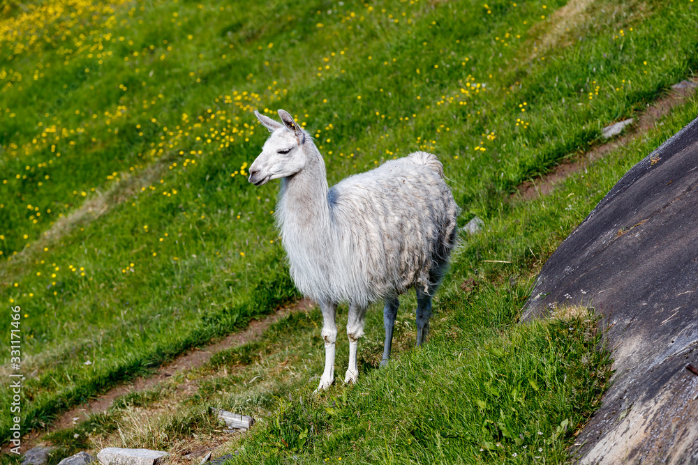 Fototapeta premium GEIRANGER, NORWAY - 2016 JUNE 13. White Lama in the Norwegian nature with green fresh grass.