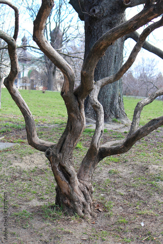 unusual curved tree