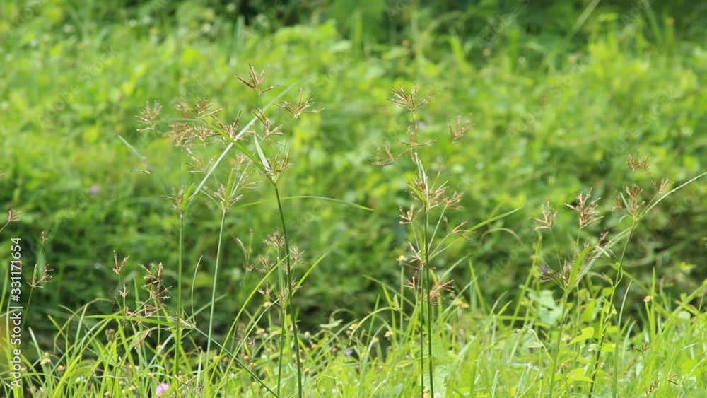 wild weeds turn green on the edge of the countryside wild weeds turn green on the edge of the countryside