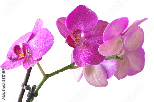 Orchid purple colors