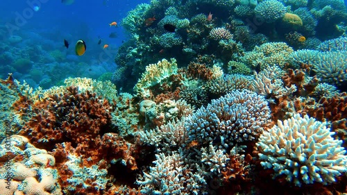 Swimming above the beautiful corals of the Red Sea in Jordan