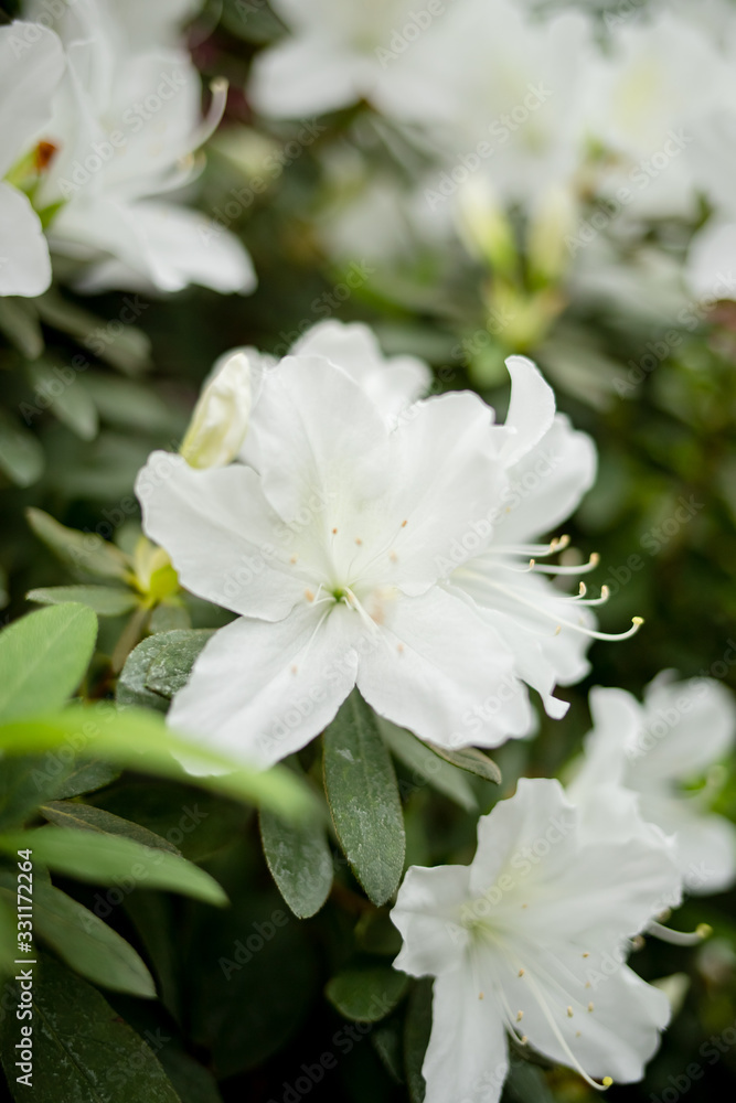 Beautiful vibrant azalea flower tree blooming in the botanical garden, in Kyiv Beautiful vibrant azalea flower tree blooming in the botanical garden, in Kyiv