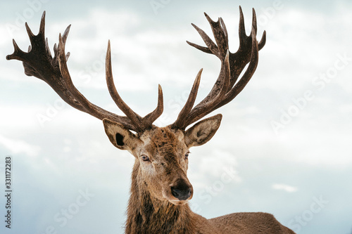 Male deer with big beautiful horns during winter on the field