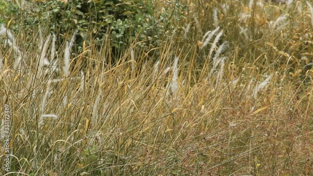 Green grass dries to yellow due to forest fires Green grass dries to yellow due to forest fires