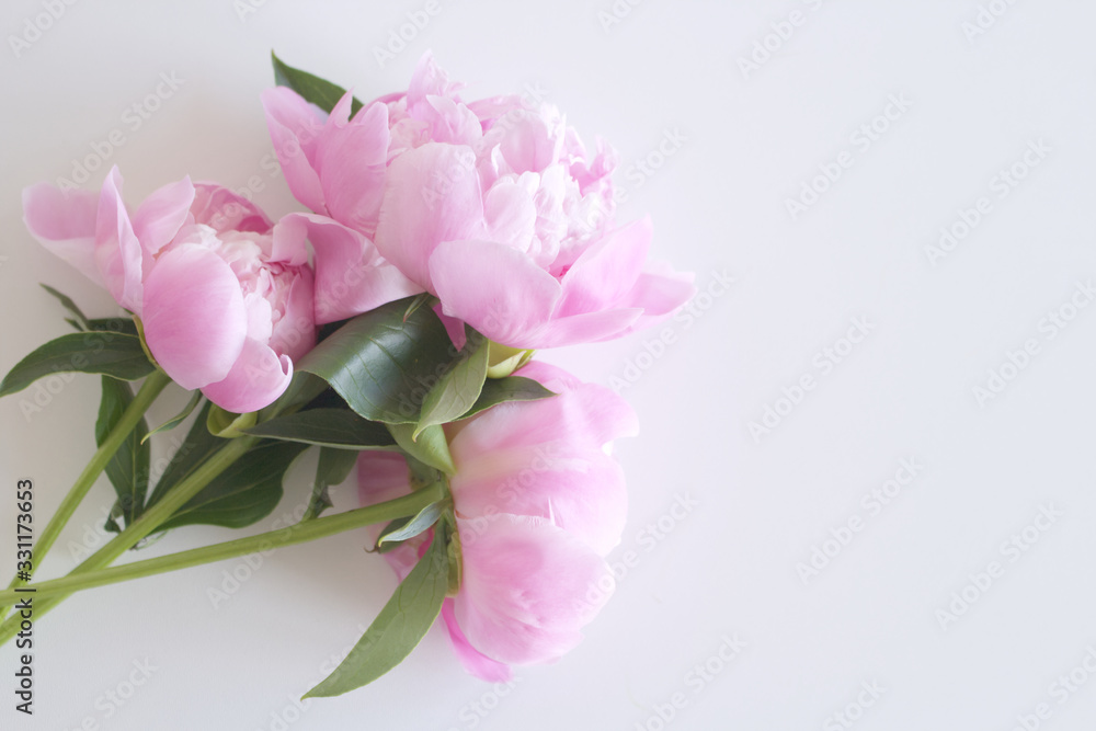 Peony flower bud isolated on white background with copy space for greeting message. Spring flowers. Spring background. Valentine's Day and Mother's Day background. Top view.
