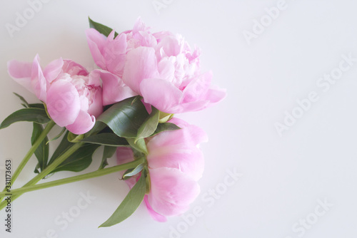 Peony flower bud isolated on white background with copy space for greeting message. Spring flowers. Spring background. Valentine s Day and Mother s Day background. Top view.