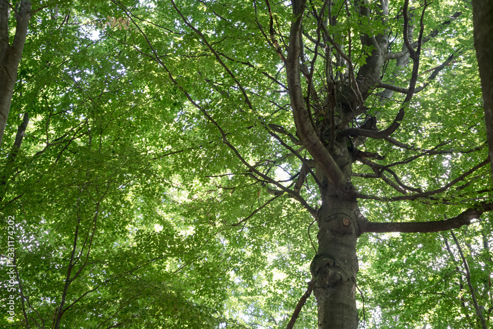 Naklejka premium Large tree with beautiful crown, seen from below, many branches