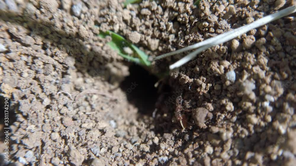 Close up with a ant hill Close up with a ant hill
