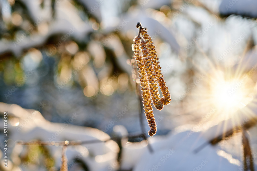 Hazel catkins covered in snow on a spring morning Hazel catkins covered in snow on a spring morning