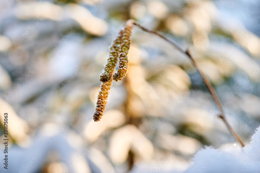 Hazel catkins covered in snow on a spring morning Hazel catkins covered in snow on a spring morning