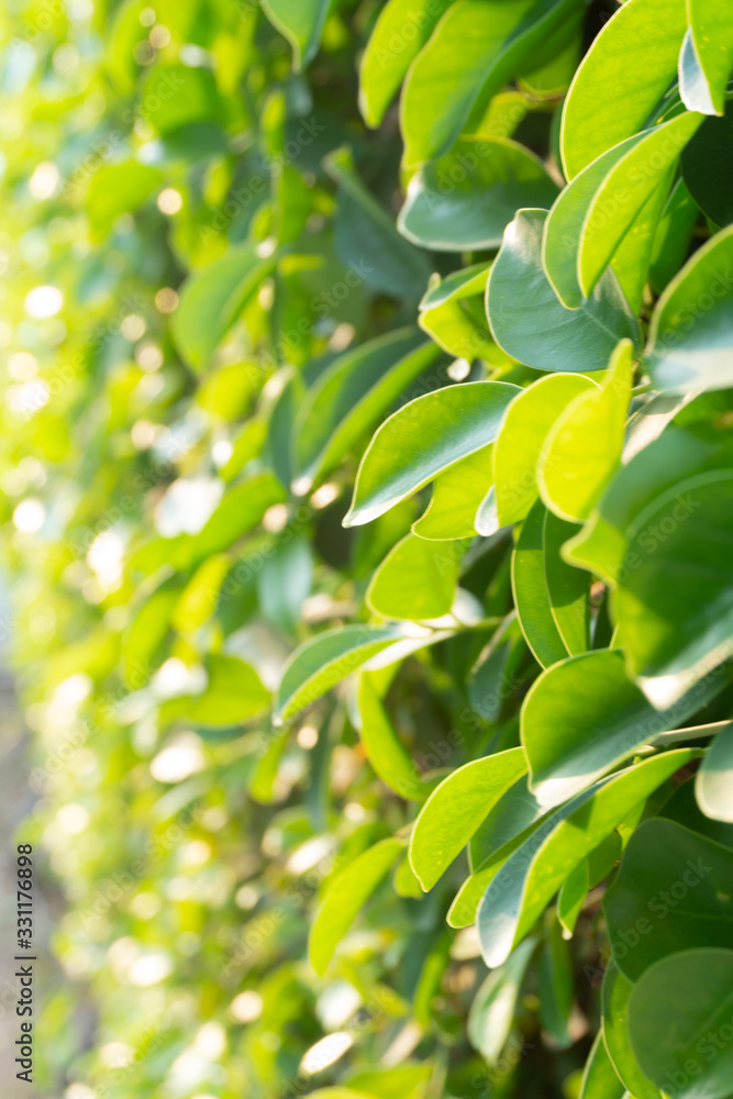 Tree green leaf close up background in the garden Tree green leaf close up background in the garden