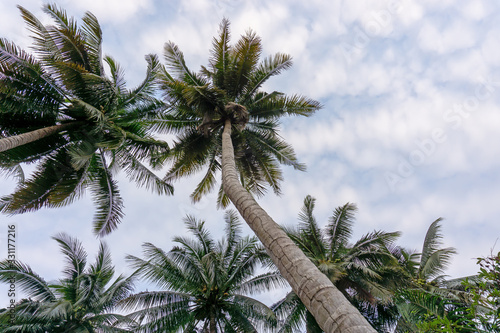 Upward view to coconut green leaves  gray stem and high trunk with fruits under white clouds and blue sky
