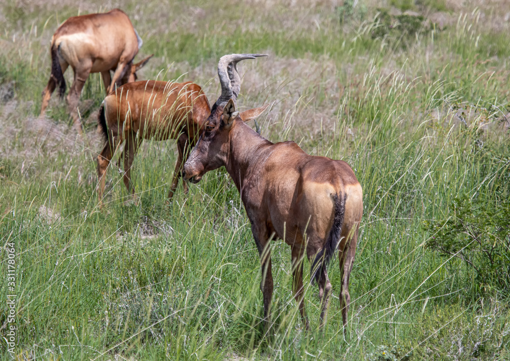 A Hartebeest in the savannah grass of the Etosha National park in northern Namibia A Hartebeest in the savannah grass of the Etosha National park in northern Namibia
