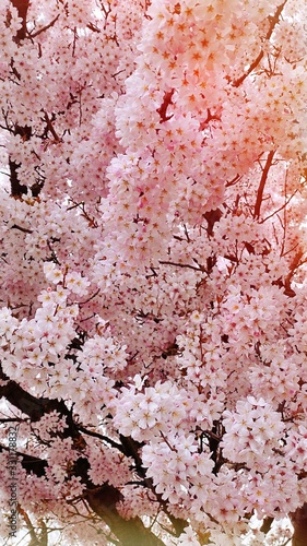 Beauty cherry blossom flowers